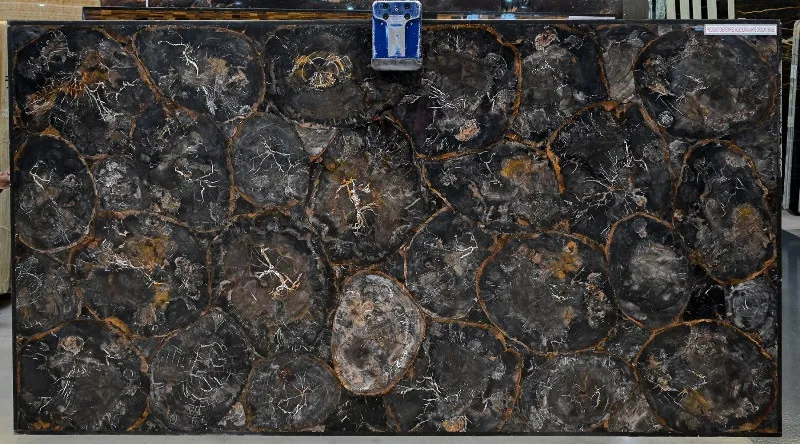 Precious Stone PETRIFIED WOOD Black & White Circular